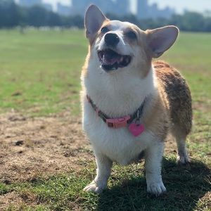 Meet your Posher, Abigail